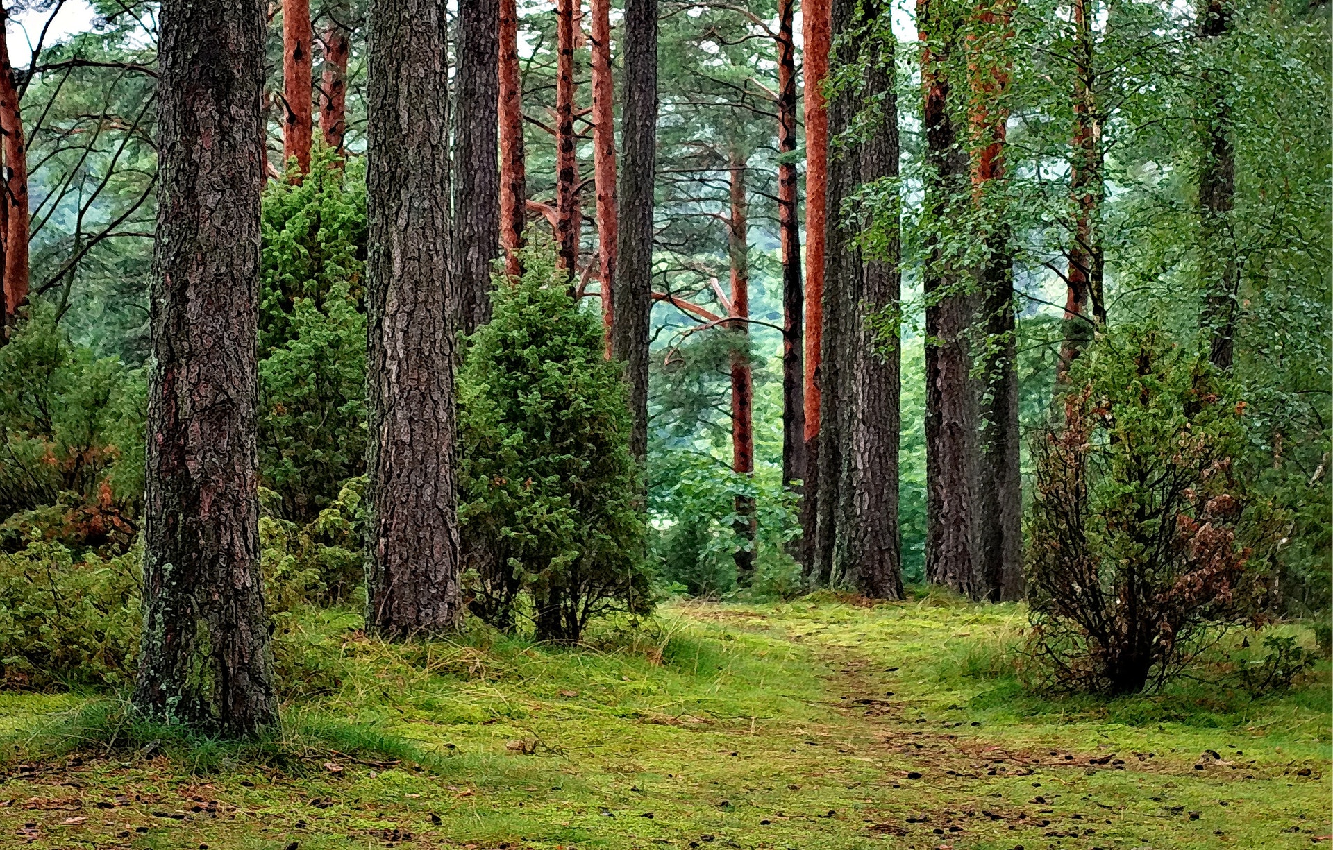 Majanda oma metsa arukalt ja vali oma partneriks OÜ Belforest Trade